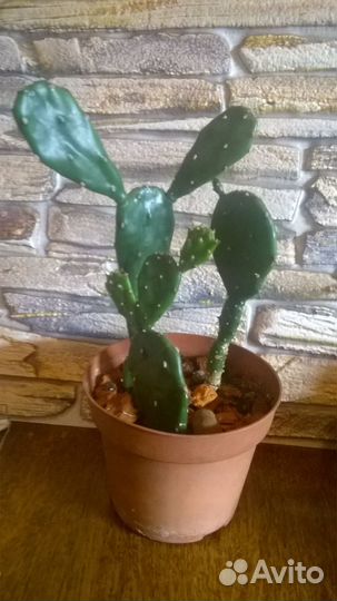 Кактусы и суккуленты