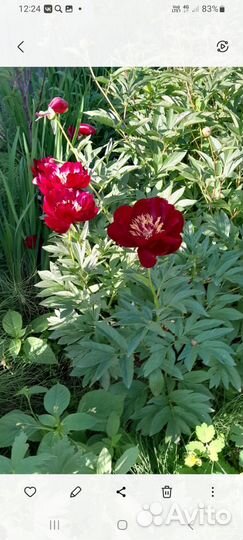 Корни пионов