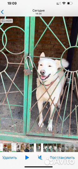 Собака девочка