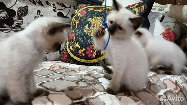 Тайские котята
