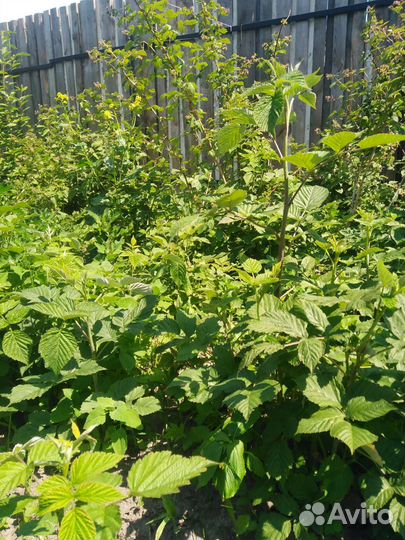 Ремонтантная малина