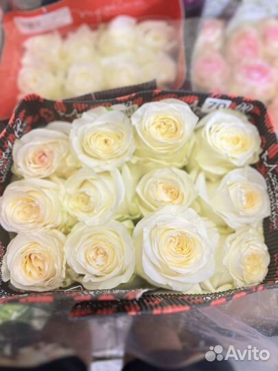 Пионовидные розы 70-80см