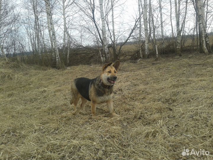 Собака в добрые надежные руки