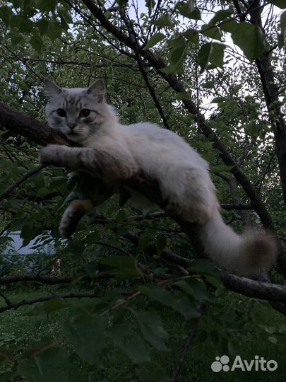 Молодой кот ищет семью