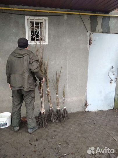 Грецкий орех саженцы