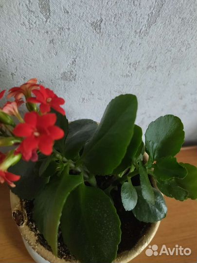 Каланхоэ цветущий