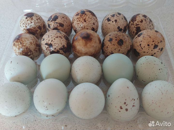 Домашние куриные и перепелиные яйца