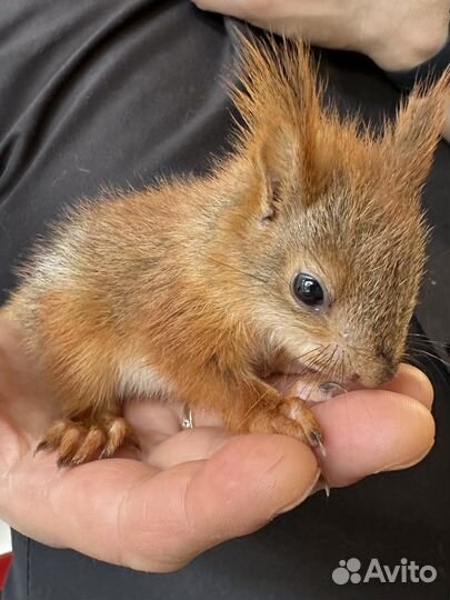 Белка бельчата