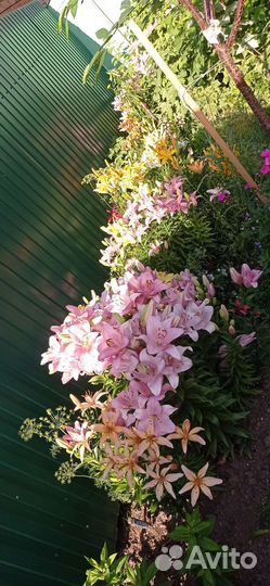 Лилии(на цвету) Растения для сада разные