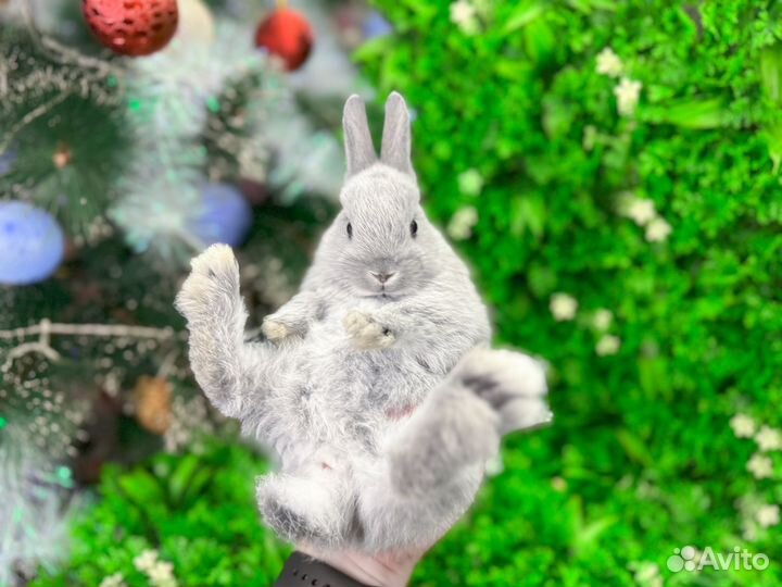 Карликовый кролик мини - плюшевый рекс и другие