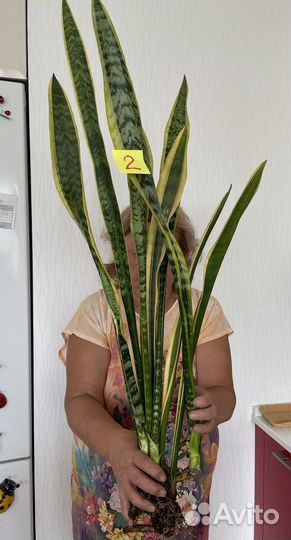 Сансевьерия лауренти детки