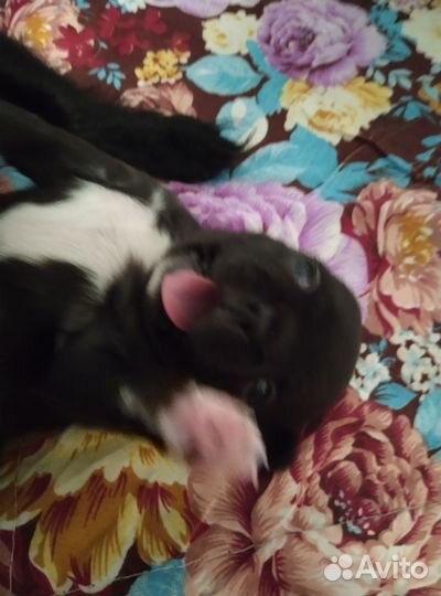 Чихуашечка няшечка