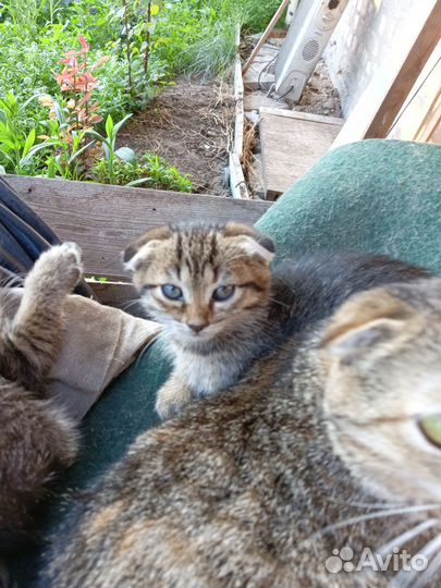 Продам котят