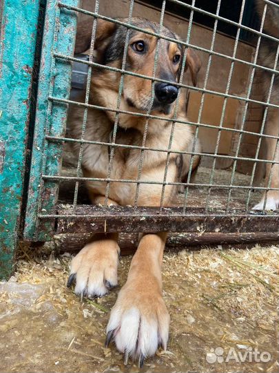 Луша ищет маму