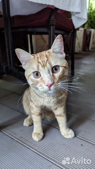 Рыжий кот в добрые руки