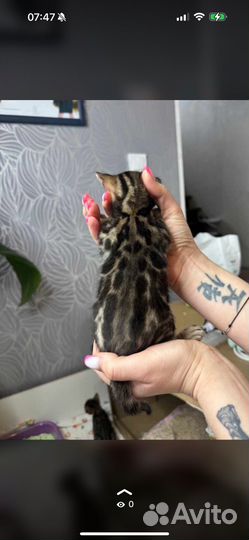 Бенгальские котята