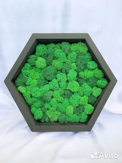 Полка сота со стабилизированным мхом