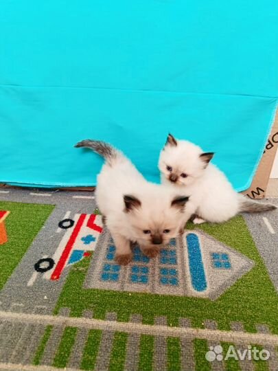 Котята Невская маскарадная