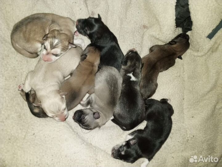 Щенки хаски