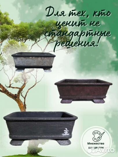 Плошка, бонсайница