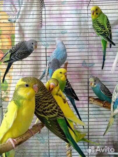 Волнистые попугаи