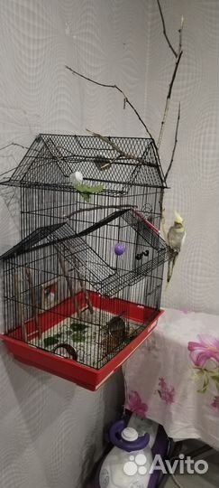 Попугай корелла с клеткой