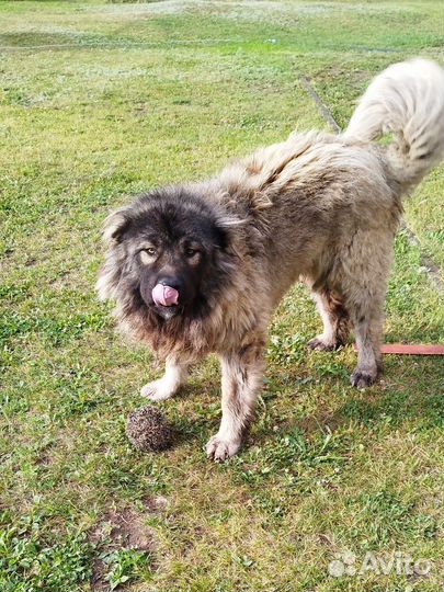 Собачья шерсть