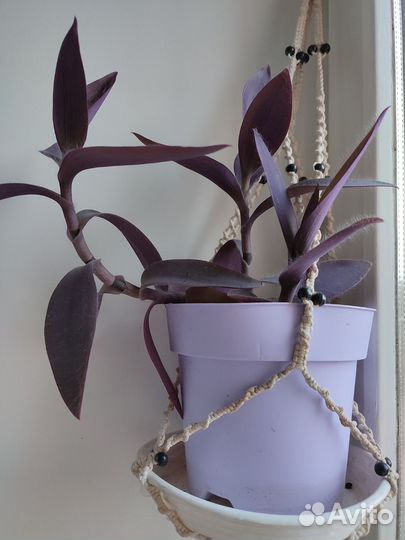 Традесканция фиолетовая