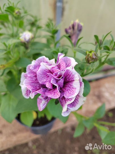 Любая рассада