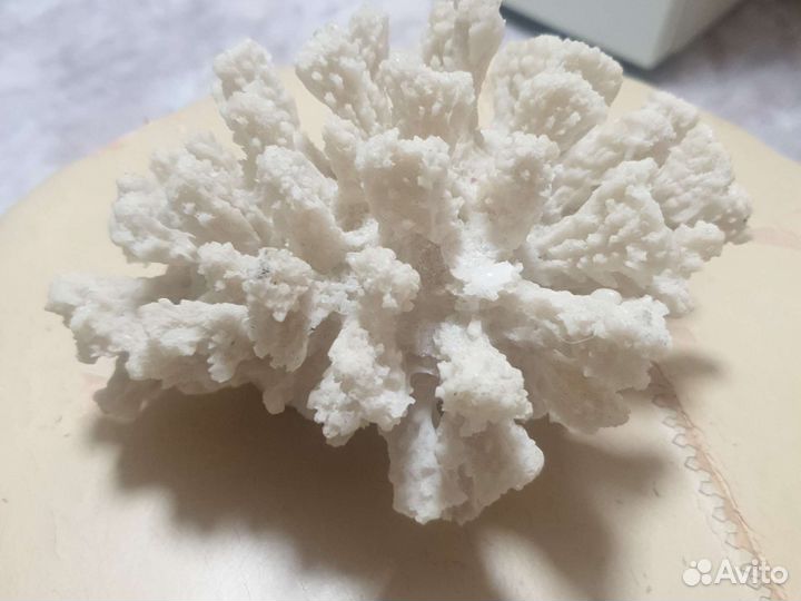 Кораллы для аквариума