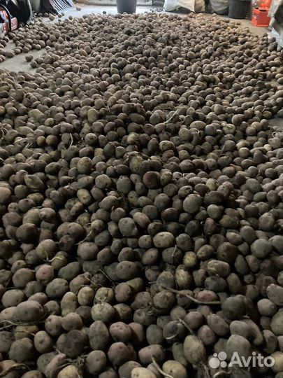 Семенной картофель