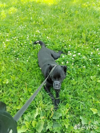 Собака метис лайки