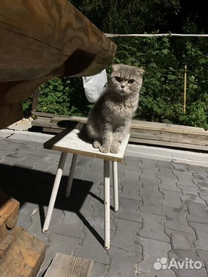 Кошка бесплатно