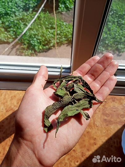 Иван чай особый