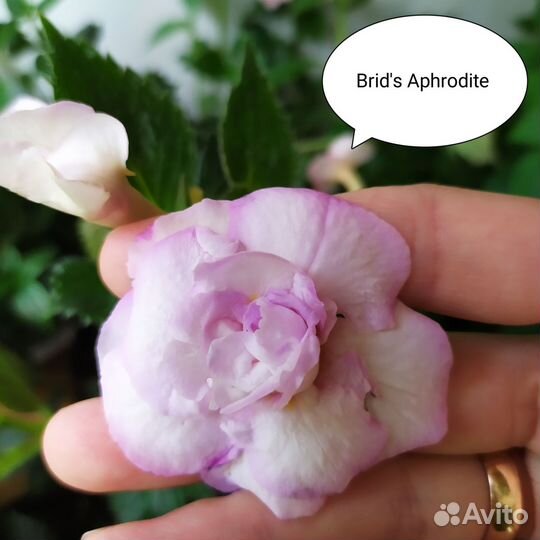 Сортовые ахименесы