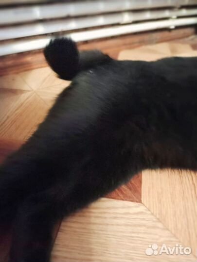 Кошки курильский бобтейл. Владимирская обл