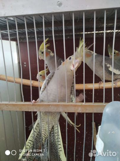Продам выкормышей нифмы- кореллы