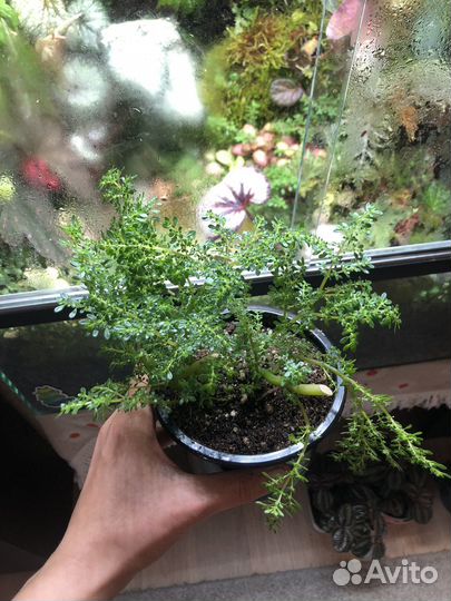 Растение в террариум. Пилея мелколистная