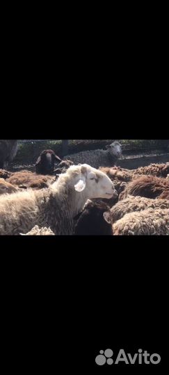 Овцы бараны ягнята