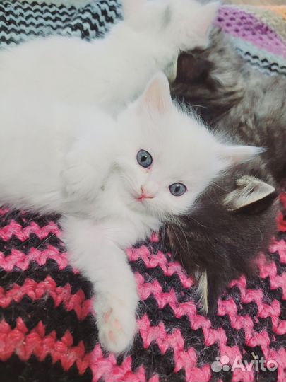 Очаровательные котята