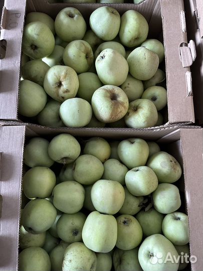 Яблоко урожай 2023