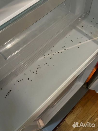 Уничтожение тараканов клопов Дезинфекция