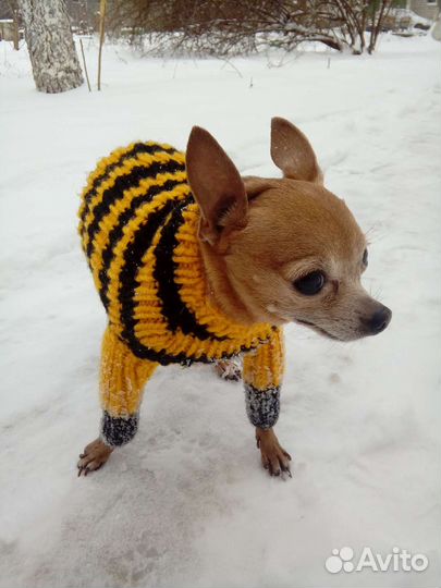 Одежда для маленькой собачки не больше 1кг 500г