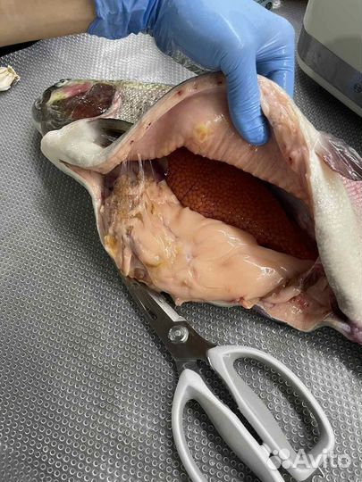 Форель охлажденная 2,5-3,5кг