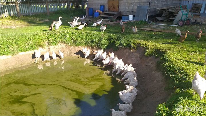 Продажа молодых селезней