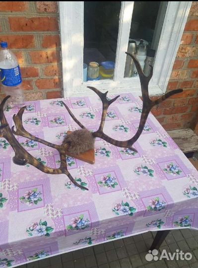 Продам рога оленя
