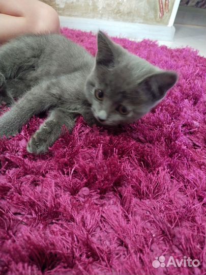 Русская Голубая кошка