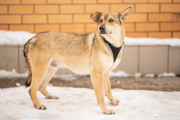 Байкал. 50см вхолке. Ищет дом