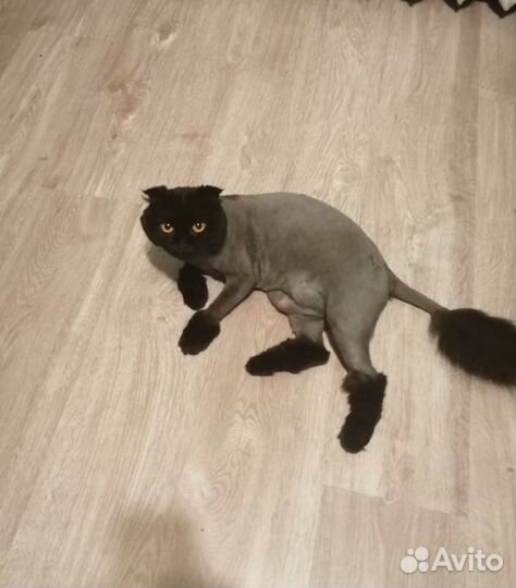 Стрижка кошек с выездом