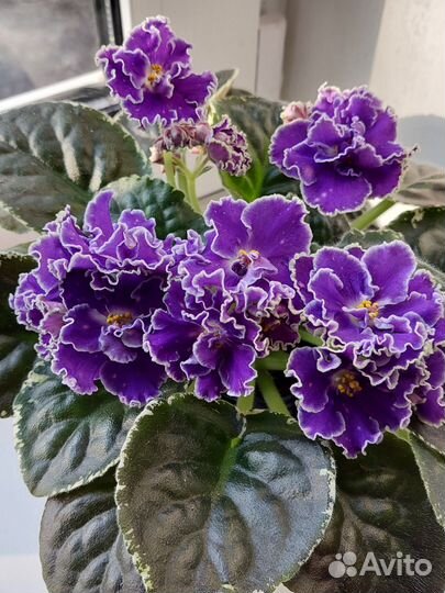 Сортовые фиалки цветущие